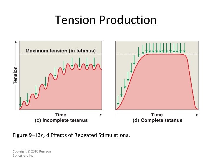 Tension Production Figure 9– 13 c, d Effects of Repeated Stimulations. Copyright © 2010