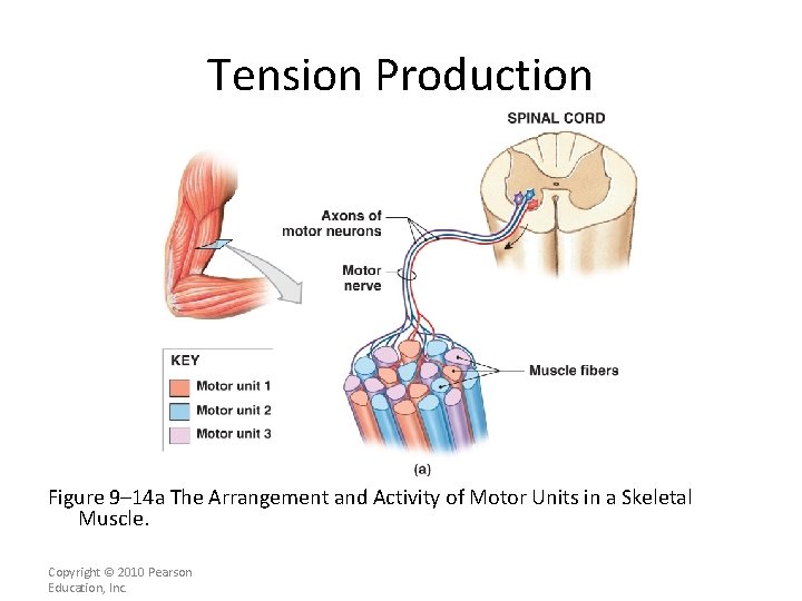 Tension Production Figure 9– 14 a The Arrangement and Activity of Motor Units in