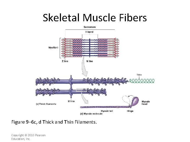 Skeletal Muscle Fibers Figure 9– 6 c, d Thick and Thin Filaments. Copyright ©