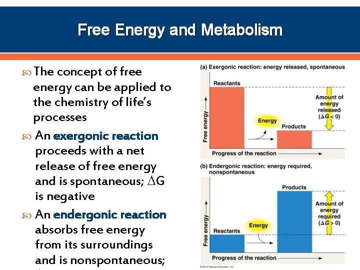 Free Energy and Metabolism The concept of free energy can be applied to the