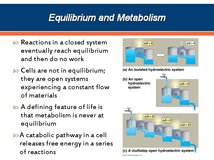 Equilibrium and Metabolism Reactions in a closed system eventually reach equilibrium and then do