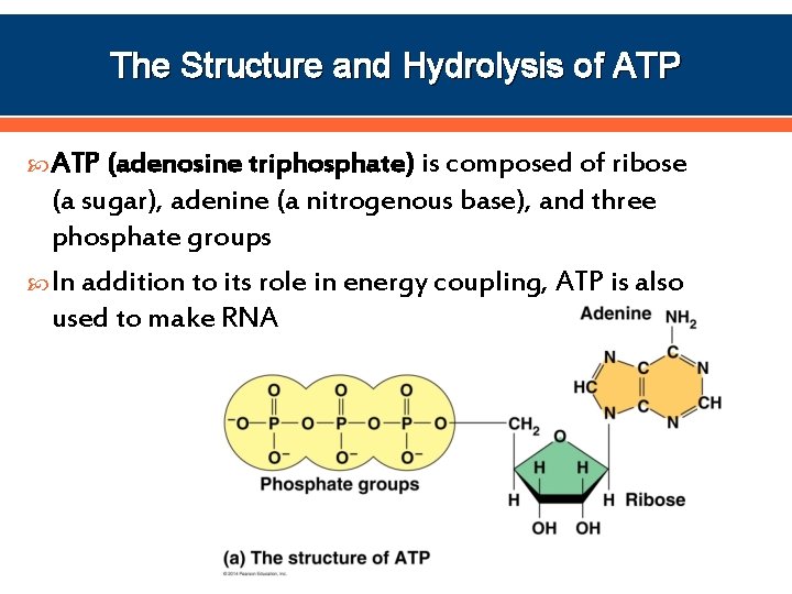 The Structure and Hydrolysis of ATP (adenosine triphosphate) is composed of ribose (a sugar),