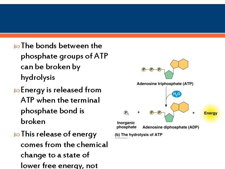  The bonds between the phosphate groups of ATP can be broken by hydrolysis