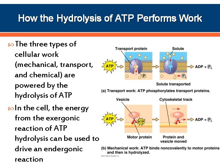 How the Hydrolysis of ATP Performs Work The three types of cellular work (mechanical,