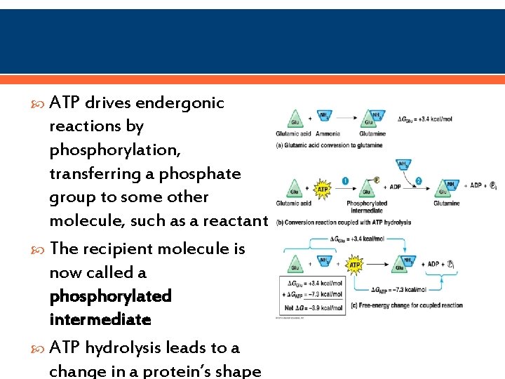  ATP drives endergonic reactions by phosphorylation, transferring a phosphate group to some other