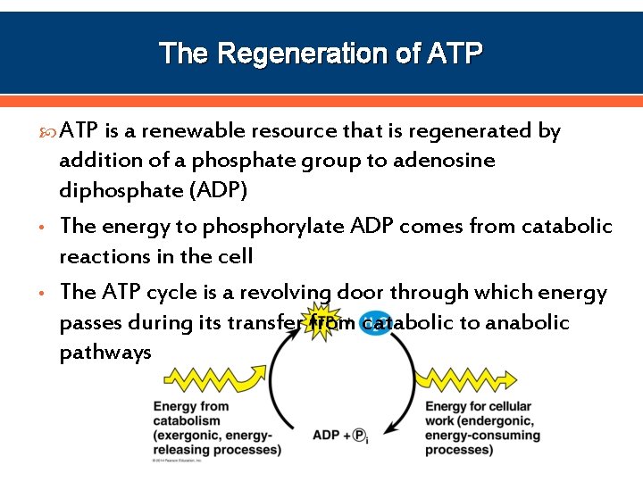 The Regeneration of ATP is a renewable resource that is regenerated by • •