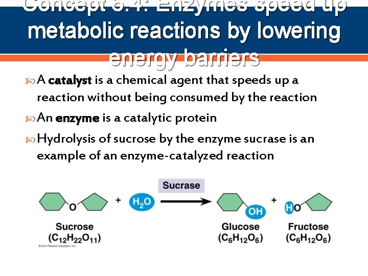 Concept 6. 4: Enzymes speed up metabolic reactions by lowering energy barriers A catalyst