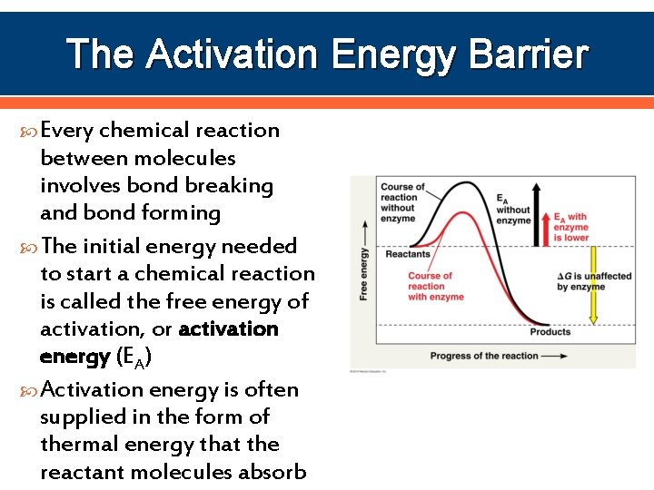 The Activation Energy Barrier Every chemical reaction between molecules involves bond breaking and bond