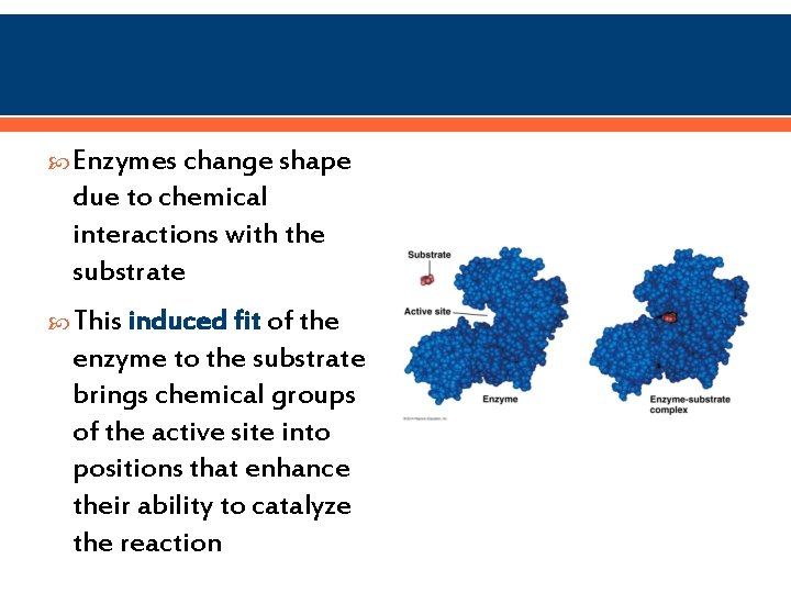  Enzymes change shape due to chemical interactions with the substrate This induced fit