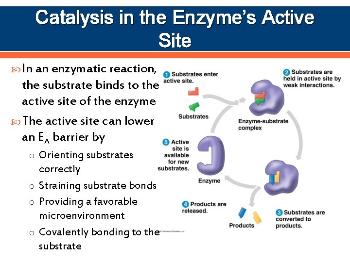 Catalysis in the Enzyme’s Active Site In an enzymatic reaction, the substrate binds to