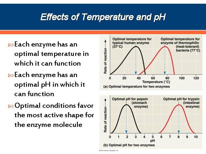 Effects of Temperature and p. H Each enzyme has an optimal temperature in which