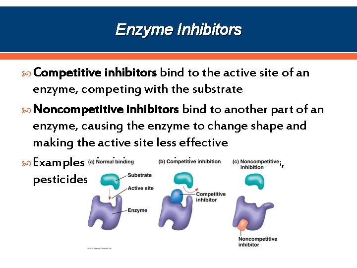 Enzyme Inhibitors Competitive inhibitors bind to the active site of an enzyme, competing with