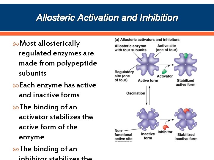 Allosteric Activation and Inhibition Most allosterically regulated enzymes are made from polypeptide subunits Each