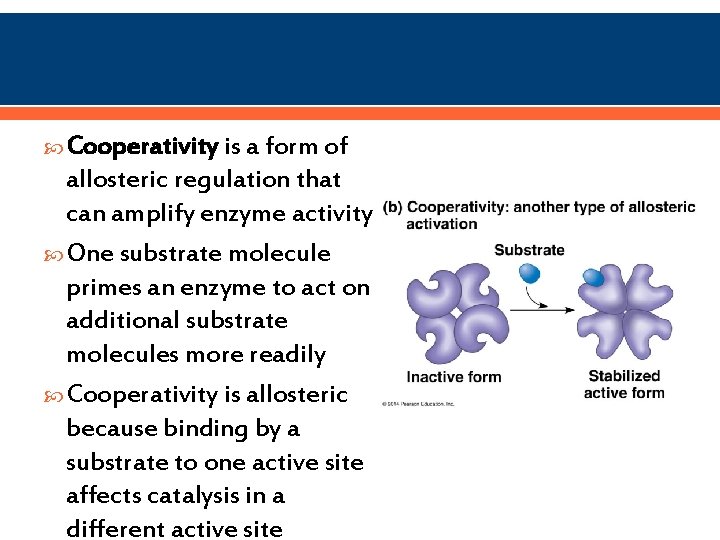  Cooperativity is a form of allosteric regulation that can amplify enzyme activity One