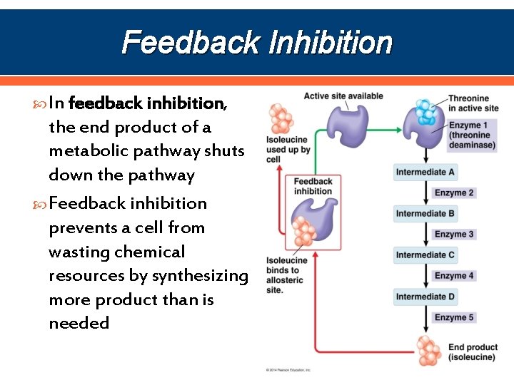 Feedback Inhibition In feedback inhibition, the end product of a metabolic pathway shuts down