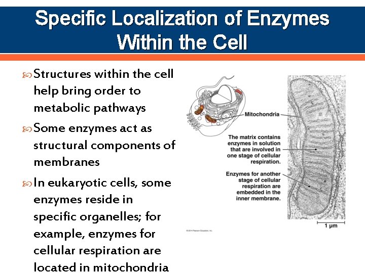 Specific Localization of Enzymes Within the Cell Structures within the cell help bring order