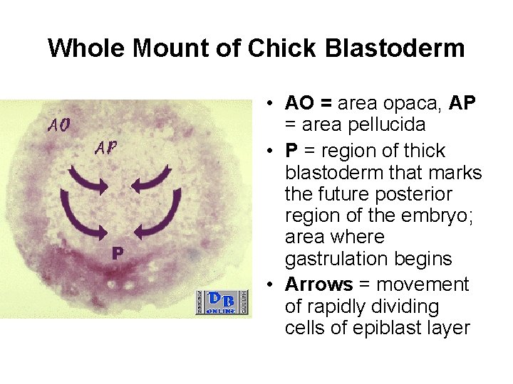 Whole Mount of Chick Blastoderm • AO = area opaca, AP = area pellucida