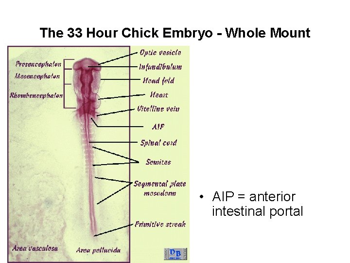 The 33 Hour Chick Embryo - Whole Mount • AIP = anterior intestinal portal