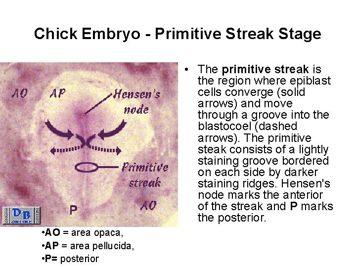 Chick Embryo - Primitive Streak Stage • The primitive streak is the region where