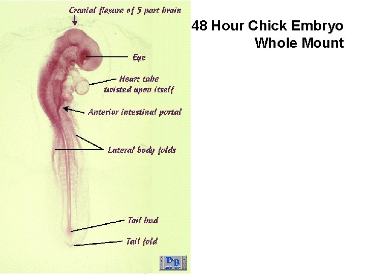 48 Hour Chick Embryo Whole Mount 