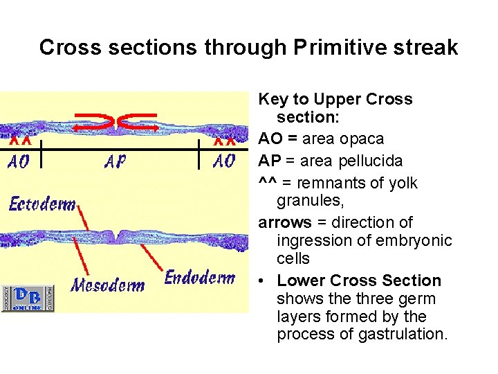 Cross sections through Primitive streak Key to Upper Cross section: AO = area opaca