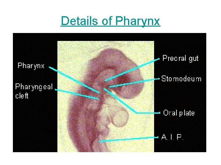 Details of Pharynx 