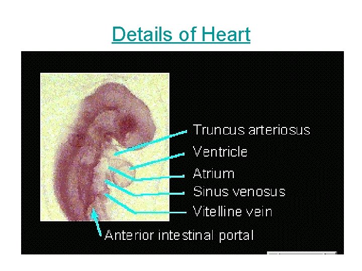 Details of Heart 