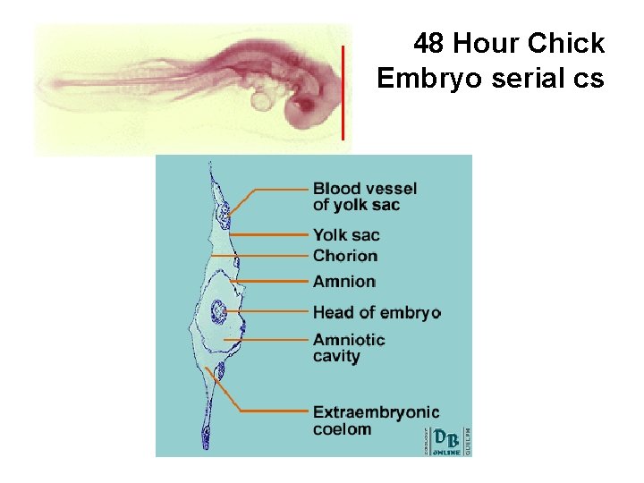 48 Hour Chick Embryo serial cs 