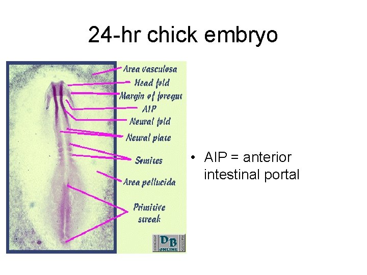 24 -hr chick embryo • AIP = anterior intestinal portal 