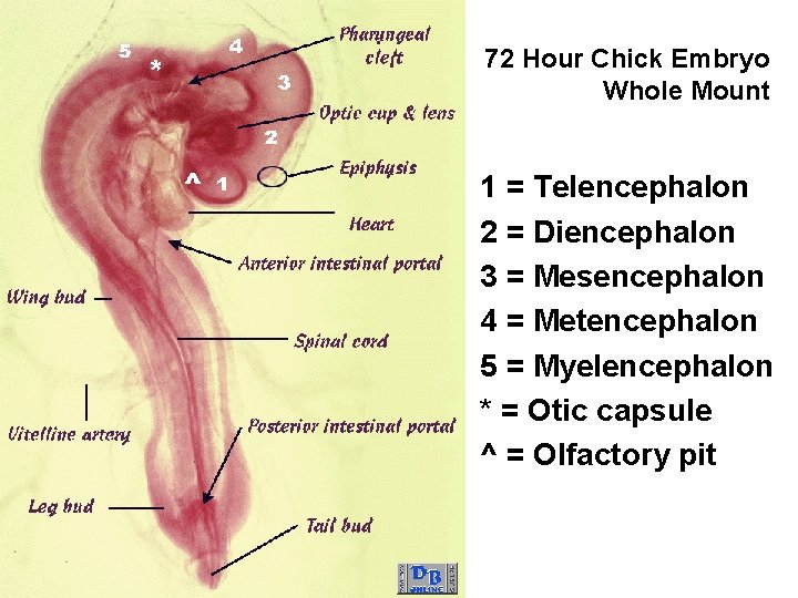72 Hour Chick Embryo Whole Mount 1 = Telencephalon 2 = Diencephalon 3 =