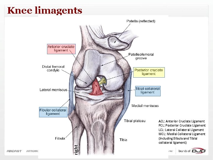 Knee limagents right ACL: Anterior Cruciate Ligament PCL: Posterior Cruciate Ligament LCL: Lateral Collateral