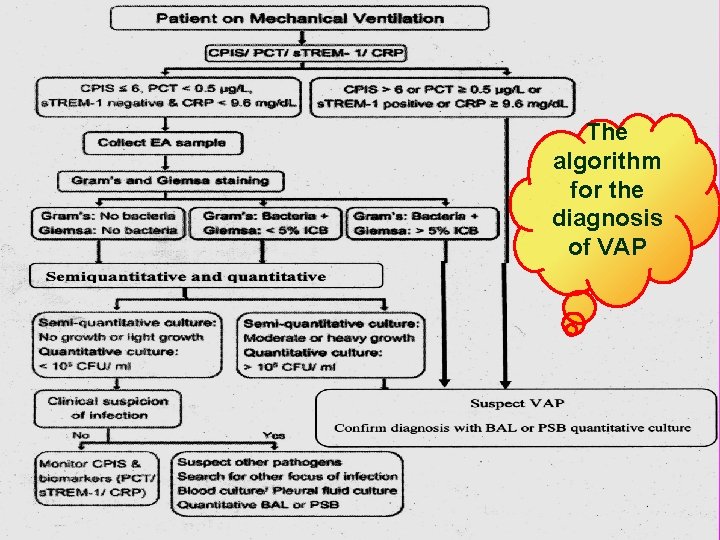 The algorithm for the diagnosis of VAP 