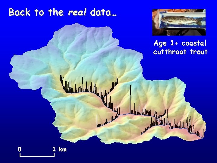 Back to the real data… Age 1+ coastal cutthroat trout 0 1 km 
