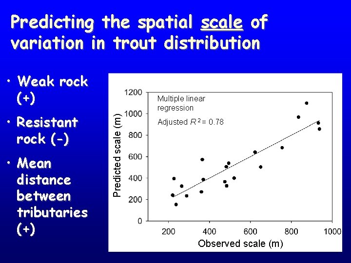 Predicting the spatial scale of variation in trout distribution • Weak rock (+) •