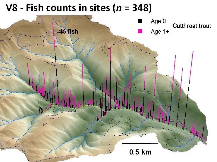 V 8 - Fish counts in sites (n = 348) Cutthroat trout 45 fish
