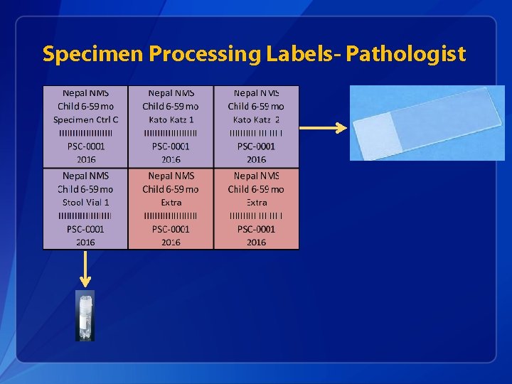 Specimen Processing Labels- Pathologist 