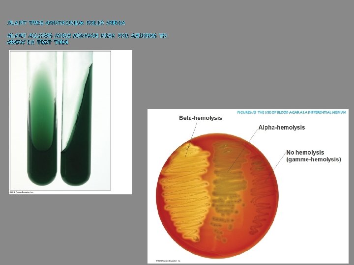 SLANT TUBE CONTAINING SOLID MEDIA SLANT ALLOWS MORE SURFACE AREA FOR AEROBES TO GROW