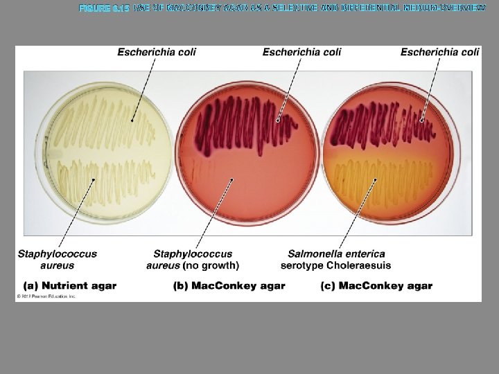 FIGURE 6. 15 USE OF MACCONKEY AGAR AS A SELECTIVE AND DIFFERENTIAL MEDIUM-OVERVIEW 