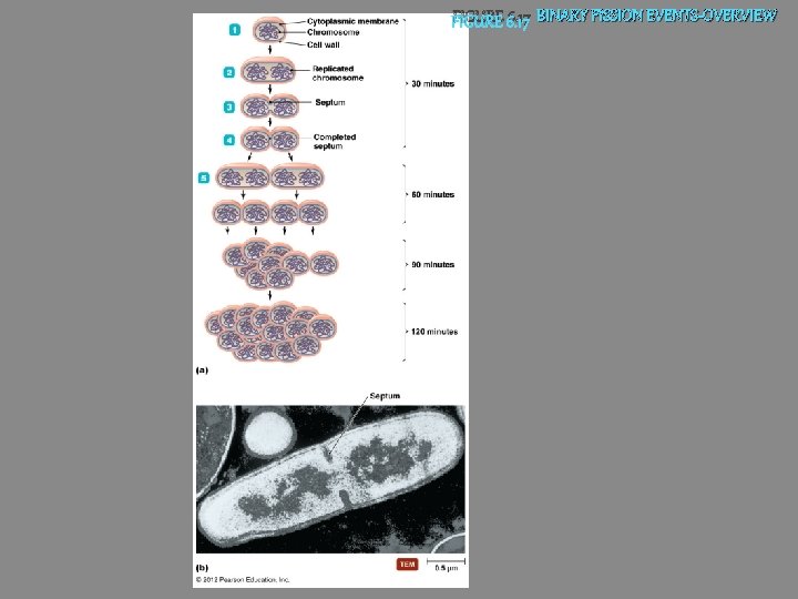 FIGURE 6. 17 BINARY FISSION EVENTS-OVERVIEW 