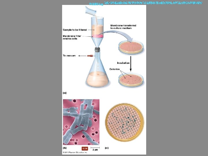 USE OF MEMBRANE FILTRATION TO ESTIMATE MICROBIAL POPULATION-OVERVIEW 