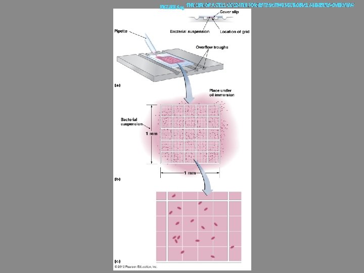 THE USE OF A CELL COUNTER FOR ESTIMATING MICROBIAL NUMBERS-OVERVIEW 