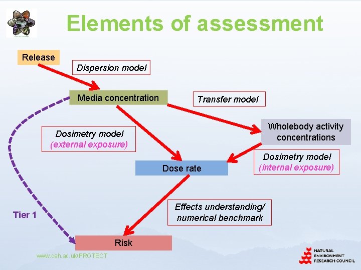 Elements of assessment Release Dispersion model Media concentration Transfer model Wholebody activity concentrations Dosimetry