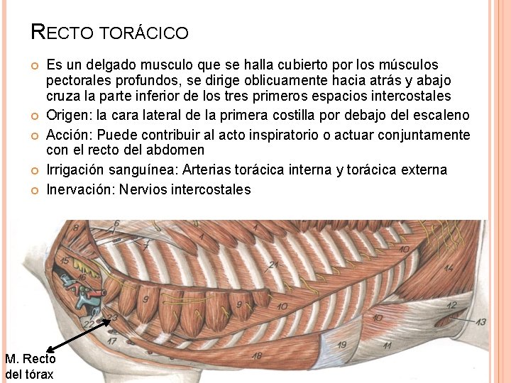 RECTO TORÁCICO Es un delgado musculo que se halla cubierto por los músculos pectorales