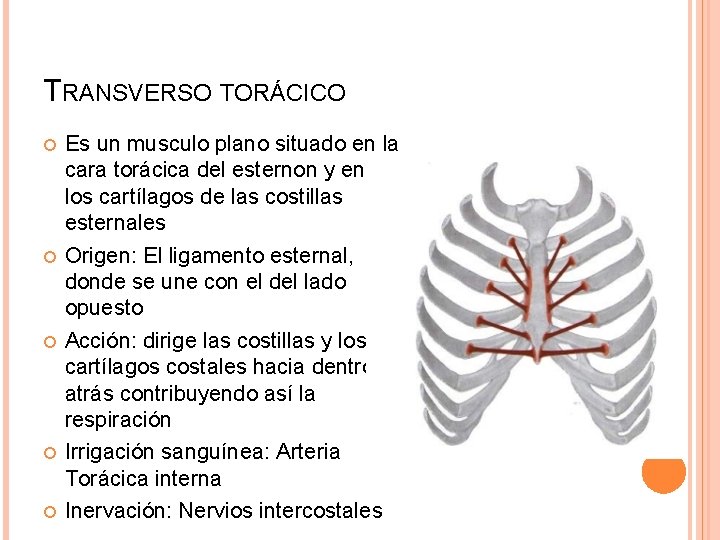 TRANSVERSO TORÁCICO Es un musculo plano situado en la cara torácica del esternon y