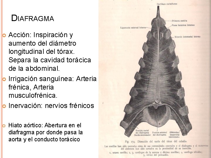 DIAFRAGMA Acción: Inspiración y aumento del diámetro longitudinal del tórax. Separa la cavidad torácica