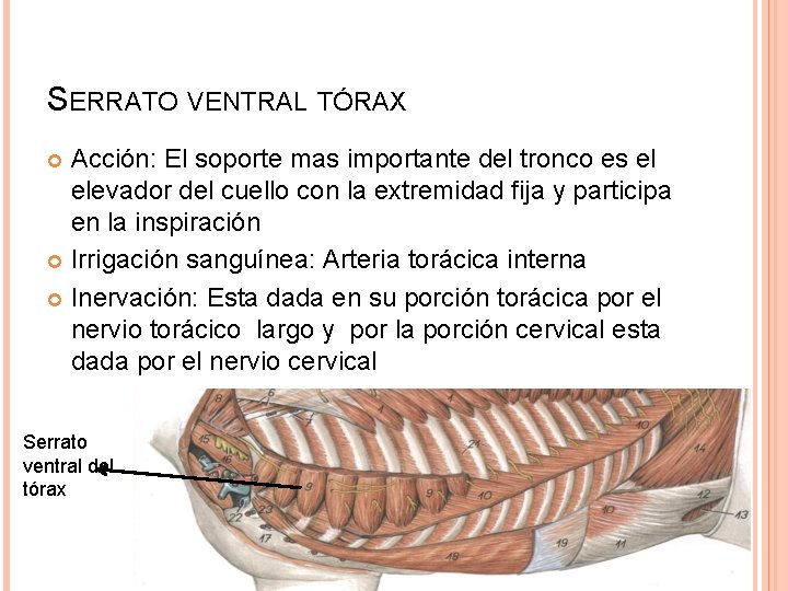 SERRATO VENTRAL TÓRAX Acción: El soporte mas importante del tronco es el elevador del