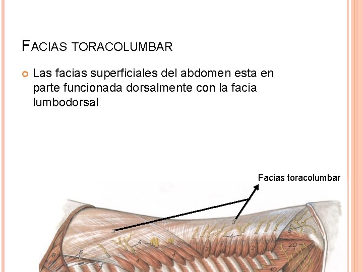 FACIAS TORACOLUMBAR Las facias superficiales del abdomen esta en parte funcionada dorsalmente con la