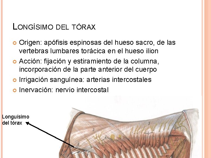 LONGÍSIMO DEL TÓRAX Origen: apófisis espinosas del hueso sacro, de las vertebras lumbares torácica