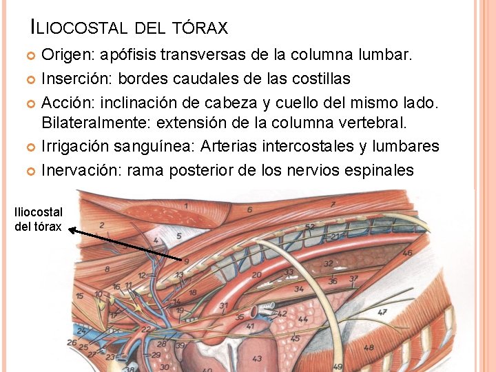 ILIOCOSTAL DEL TÓRAX Origen: apófisis transversas de la columna lumbar. Inserción: bordes caudales de