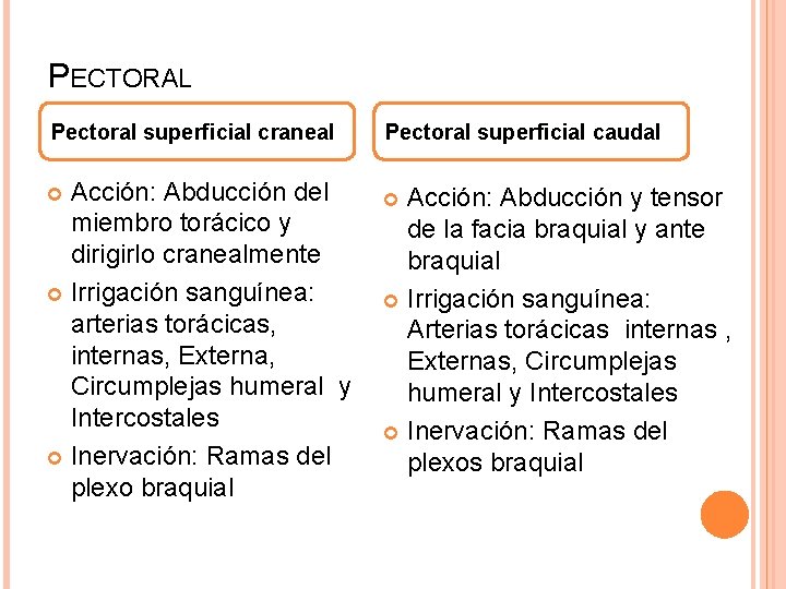 PECTORAL Pectoral superficial craneal Acción: Abducción del miembro torácico y dirigirlo cranealmente Irrigación sanguínea: